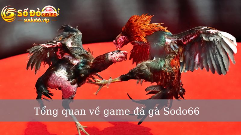 Điểm qua vài nét về game đá gà cùng Sodo66